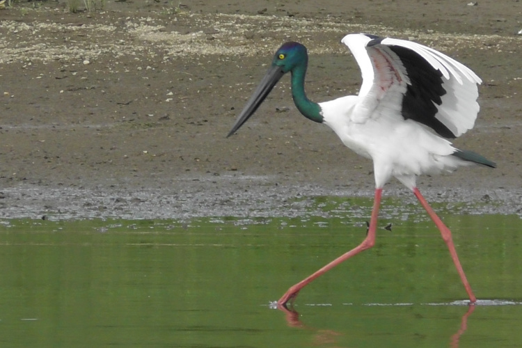 daintree river cruises