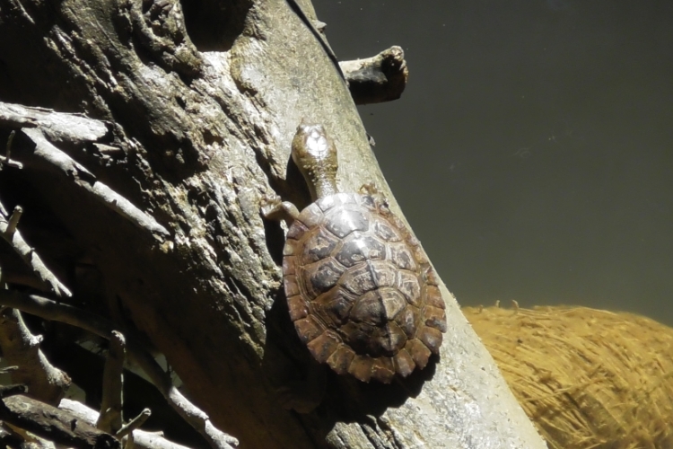 daintree crocodile tours