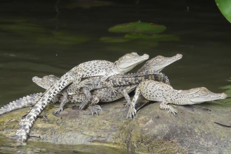 river cruises daintree
