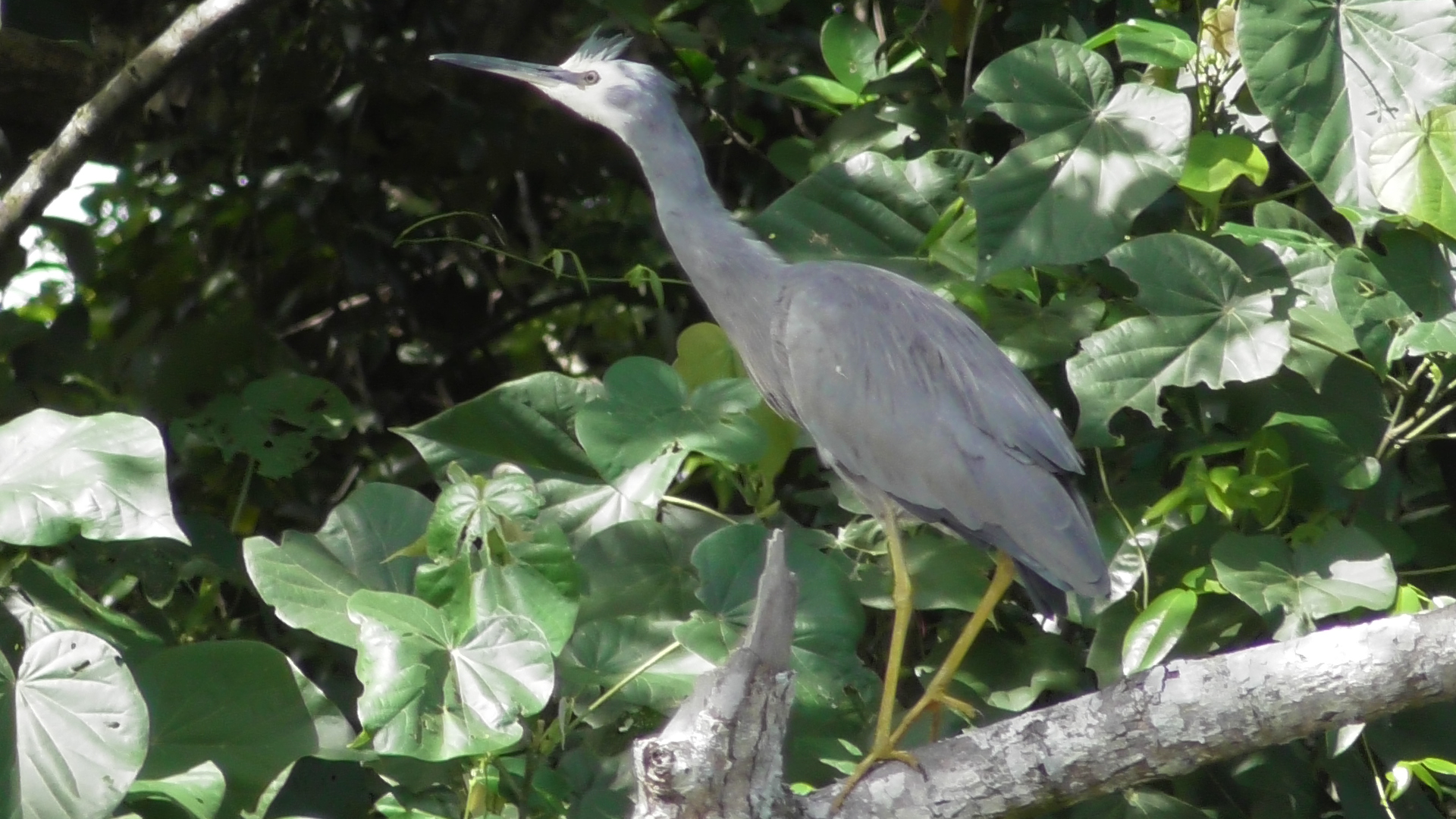 daintree river cruises