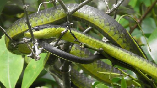 daintree river tours