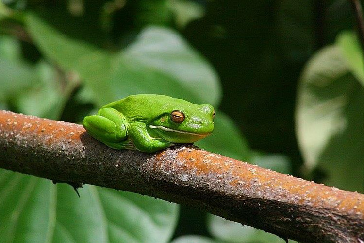 daintree river cruises